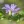 Close-up of Winged Loosestrife