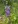 Close-up of Wild Lupine