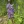 Close-up of Wild Lupine