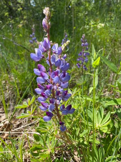 Close-up of Wild Lupine
