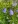 Close-up of Harebell