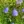 Close-up of Harebell