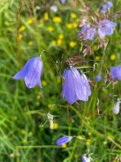 Close-up of Harebell