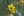 Close-up of Partridge Pea