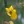 Close-up of Partridge Pea