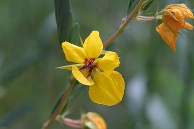 Close-up of Partridge Pea