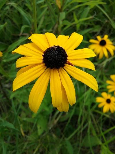 Close-up of Showy Black-Eyed Susan