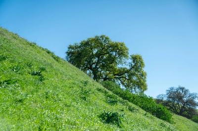 a dramatic grassy slope in full sun with a tree growing in the background