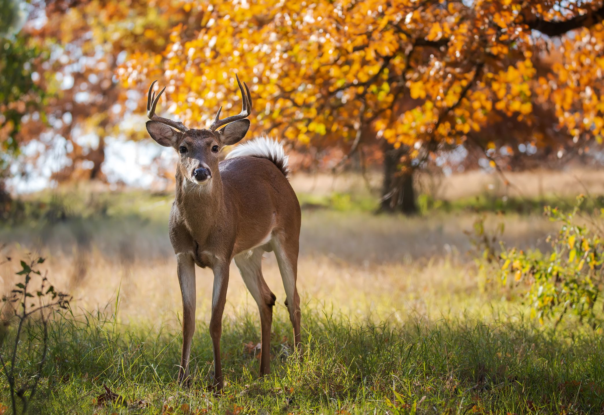 A large deer standing in a grassy field with autumn leaves in the background.