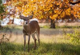 A large deer standing in a grassy field with autumn leaves in the background.