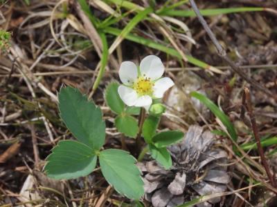 Close-up of Wild Strawberry