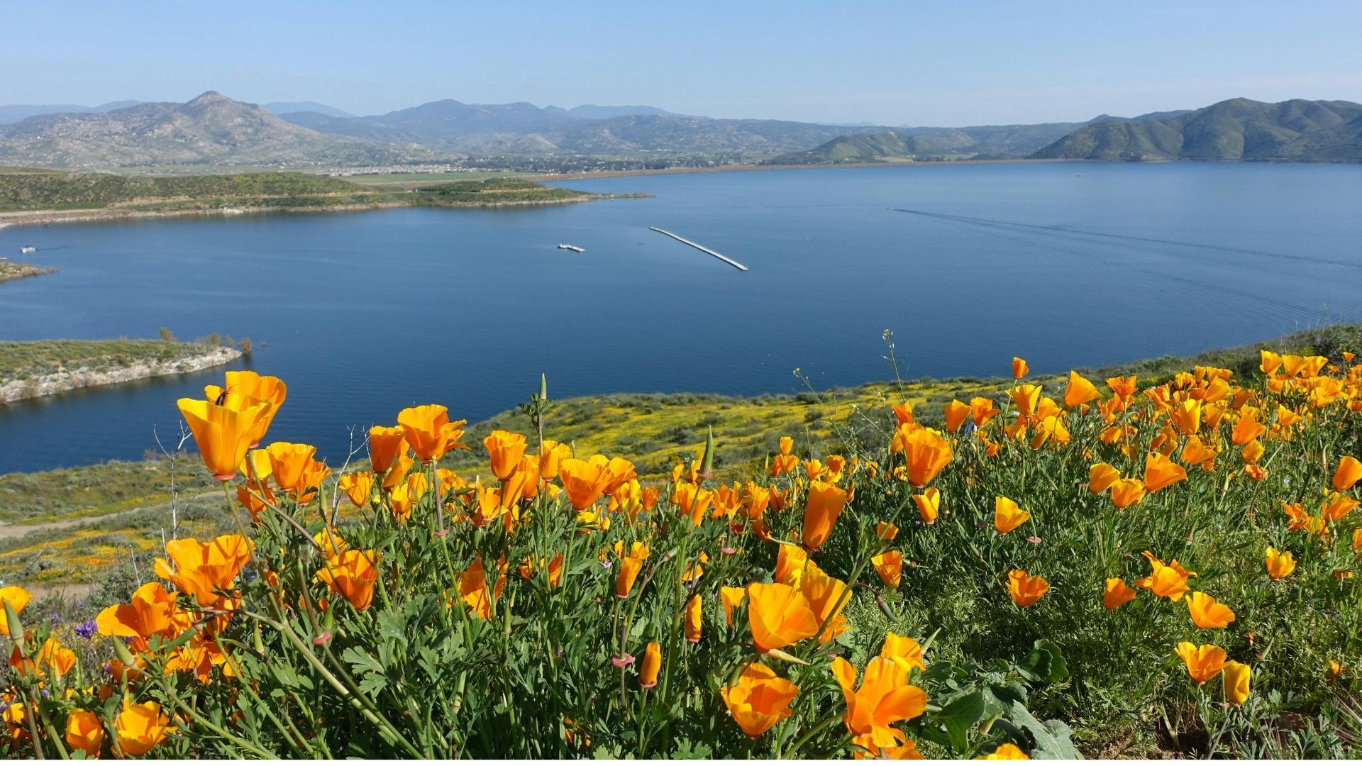 California native flower garden in full bloom