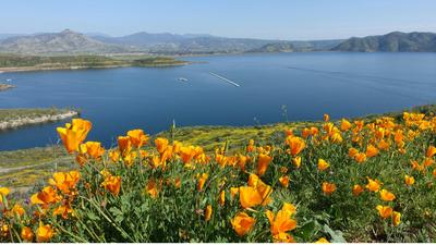 California native flower garden in full bloom