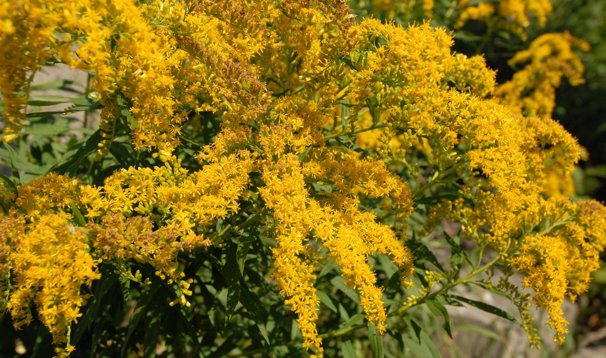 Goldenrod flowers