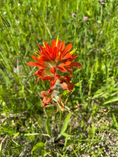 Close-up of Painted-Cup Paintbrush