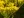 Close-up of Ohio Goldenrod