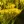 Close-up of Ohio Goldenrod