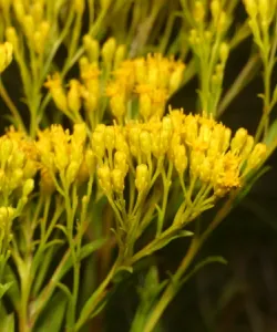 Close-up of Ohio Goldenrod