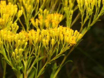 Close-up of Ohio Goldenrod
