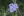 Close-up of Ohio Spiderwort