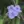 Close-up of Ohio Spiderwort