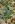 Close-up of American Beak Grass