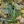 Close-up of American Beak Grass