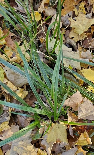 Close-up of American Beak Grass