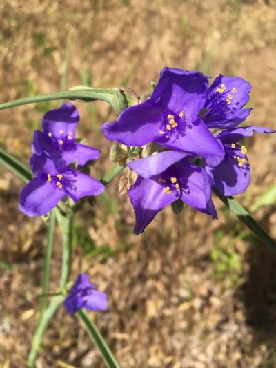 Close-up of Western Spiderwort