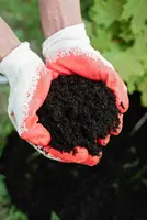 garden gloved hands holding dark loamy soil