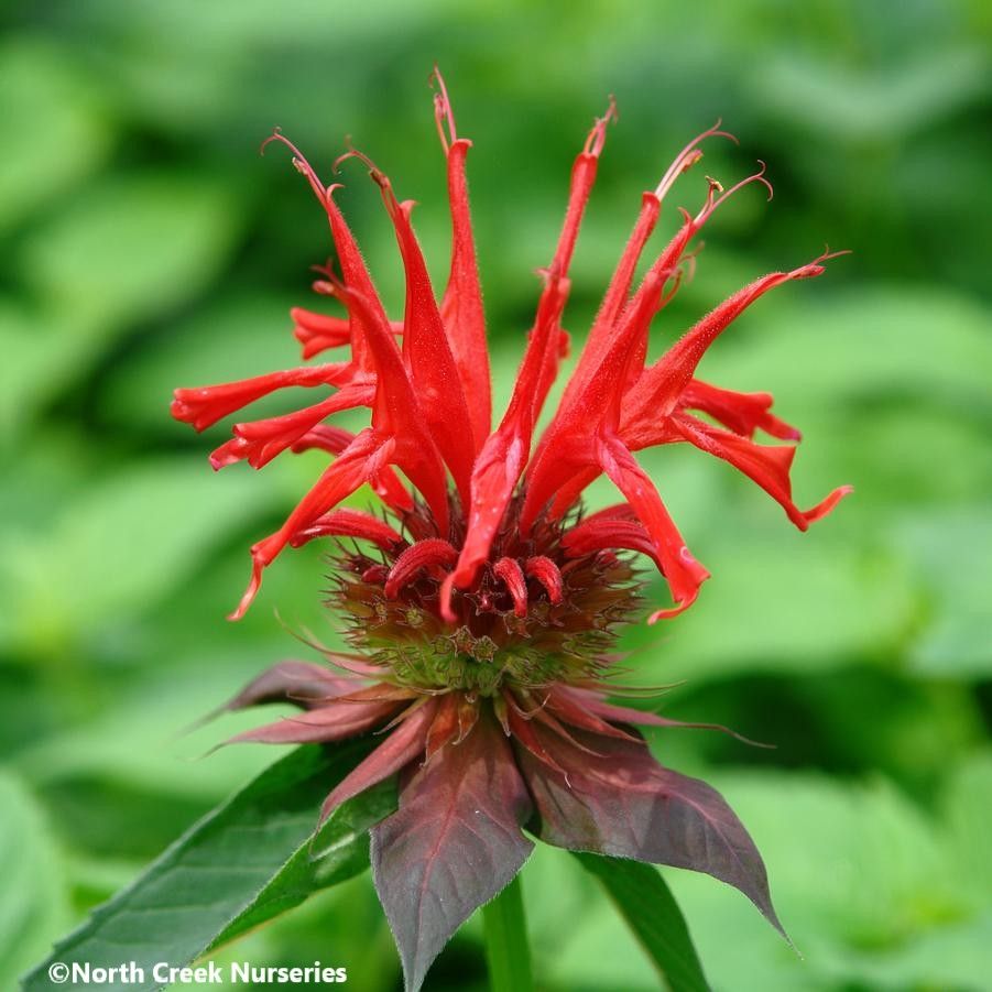 Close-up of Scarlet Beebalm 'Jacob Cline'