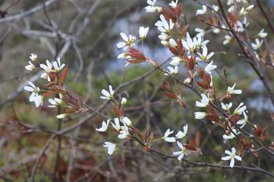 Close-up of Allegheny Serviceberry