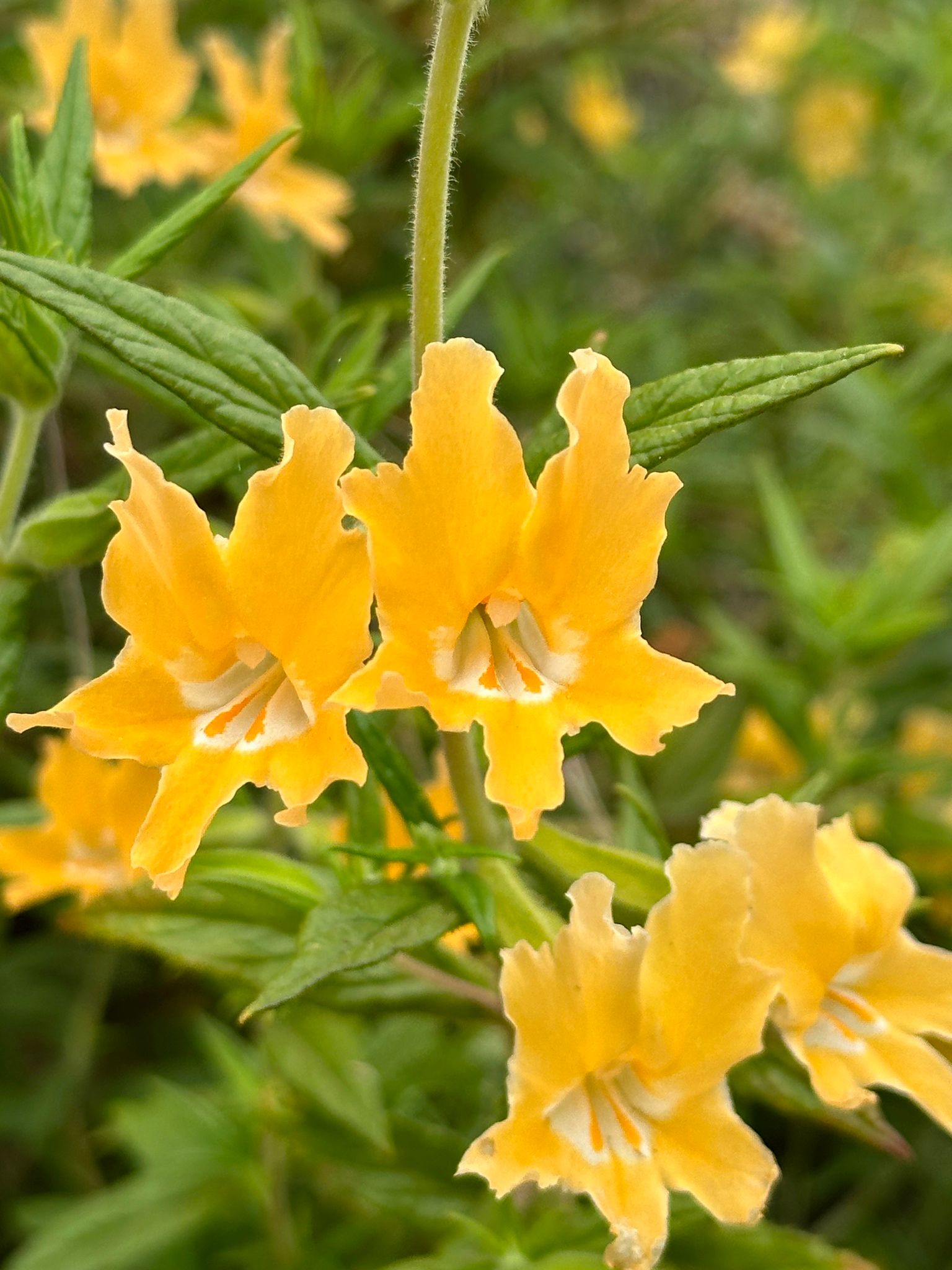 Close-up of Southern Bush Monkeyflower