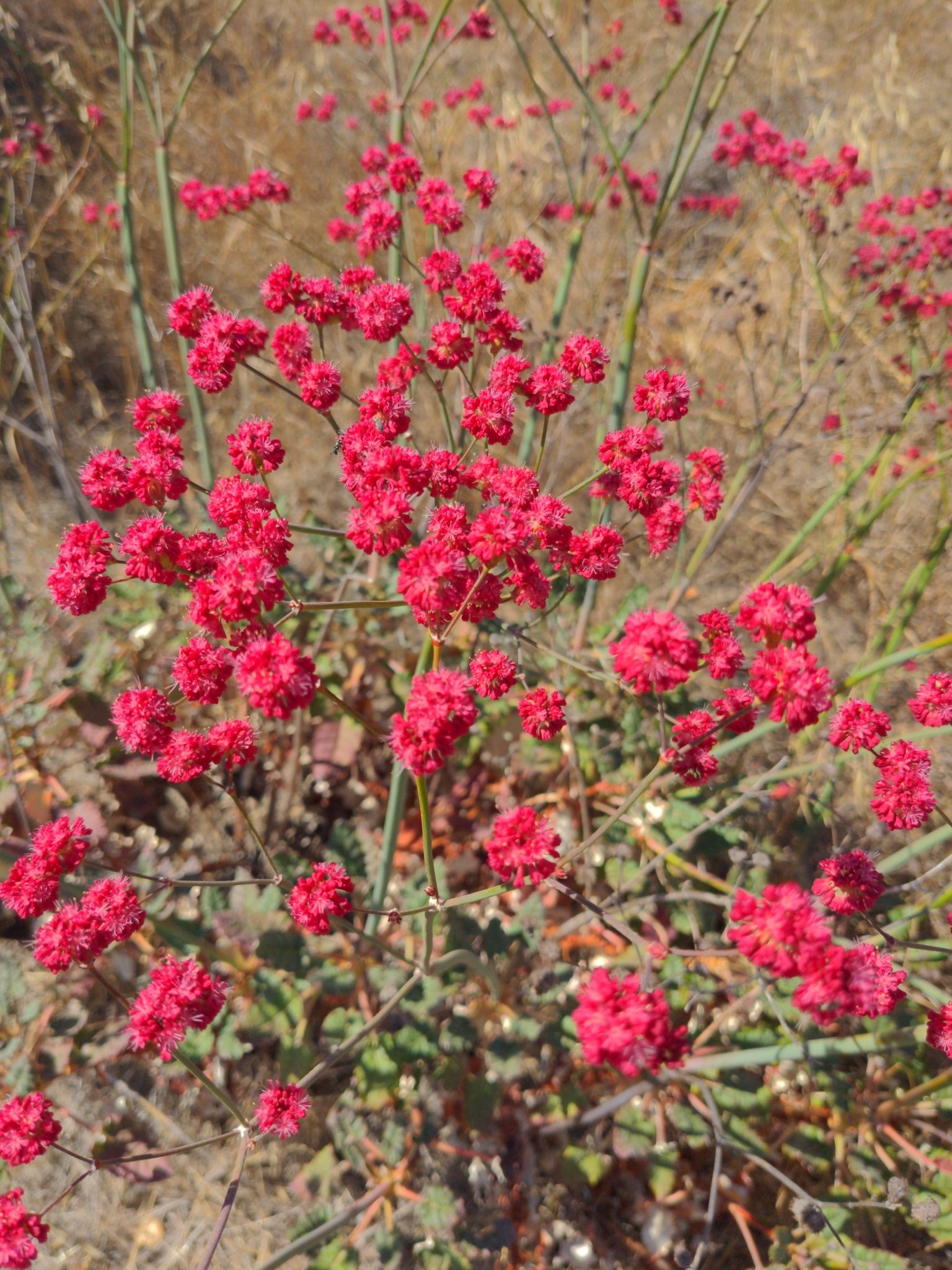 Close-up of Red-Flowered Buckwheat