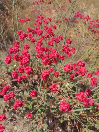 Close-up of Red-Flowered Buckwheat