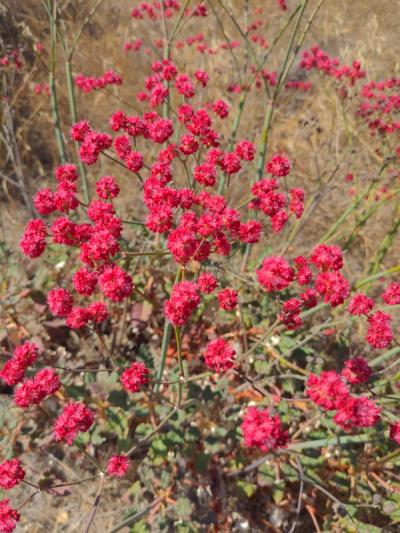 Close-up of Red-Flowered Buckwheat
