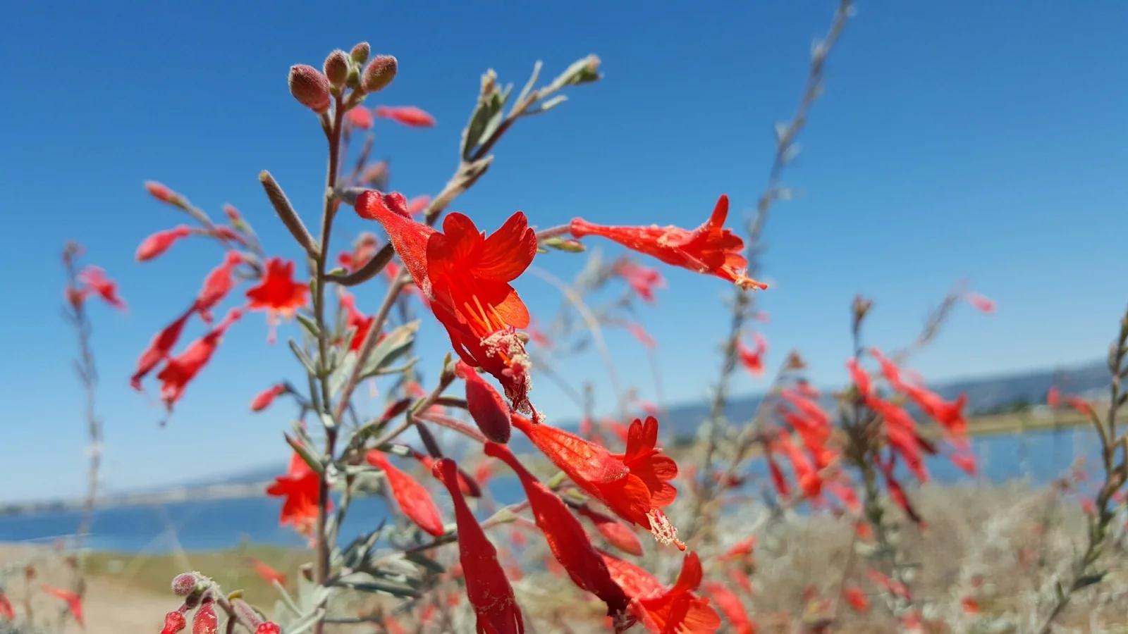 California Fuchsia in bloom