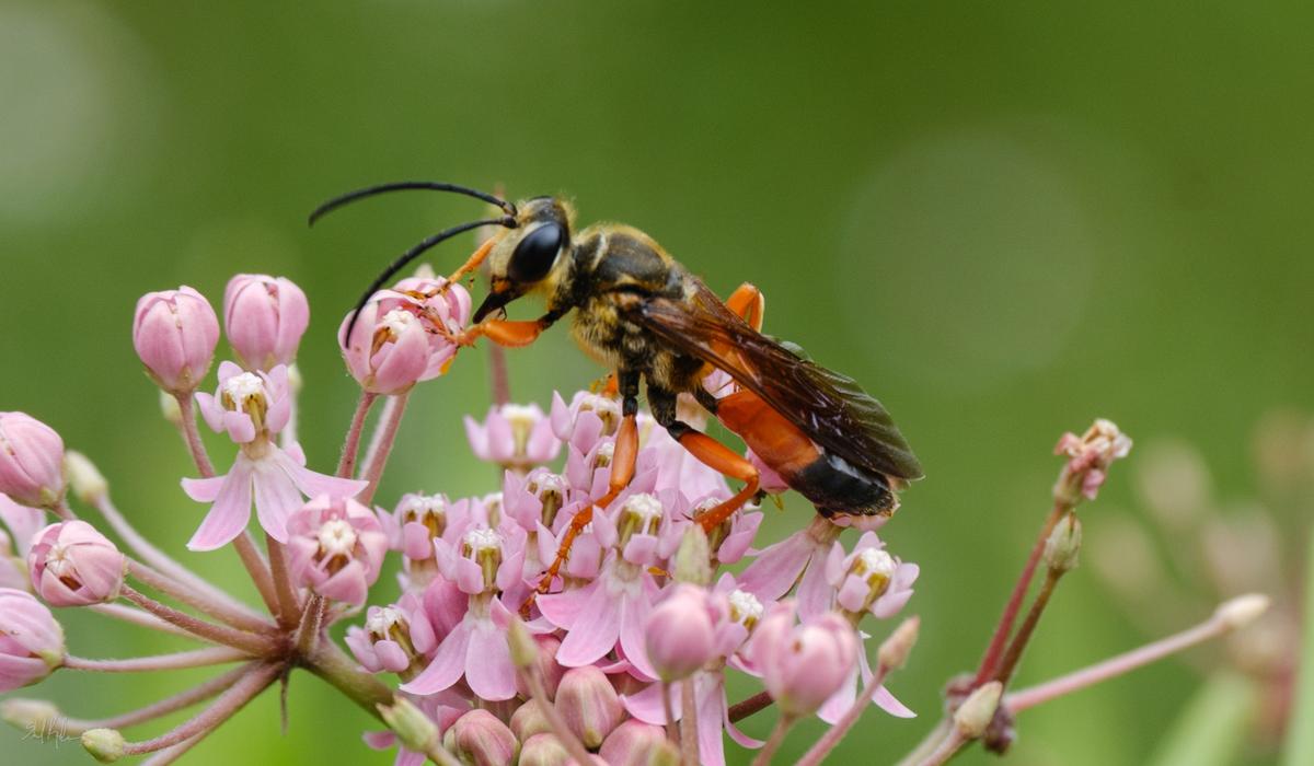 a great golden digger wasp feeding on some milkweed