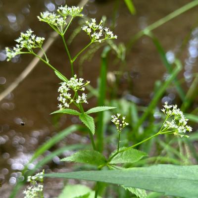 Close-up of Honewort