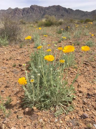 Close-up of Desert Marigold