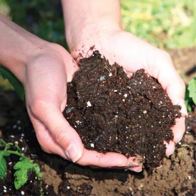 Hands Holding Healthy Soil