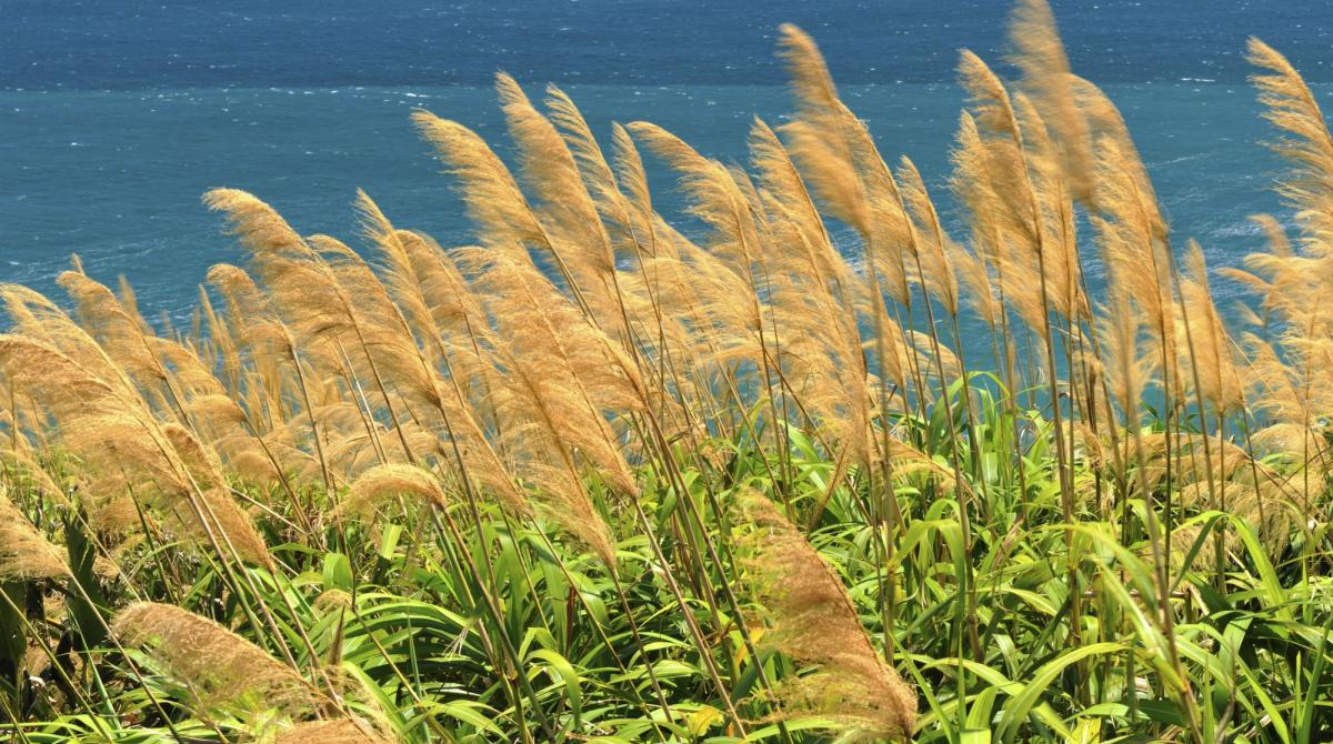 invasive common reed