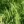 Close-up of Fringed Sedge