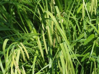 Close-up of Fringed Sedge