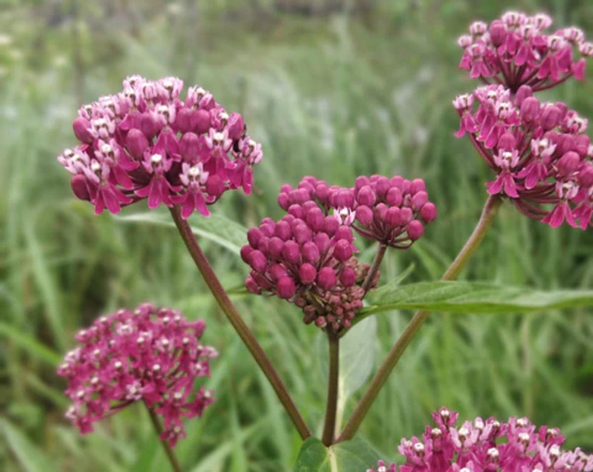 rosy swamp milkweed flowers