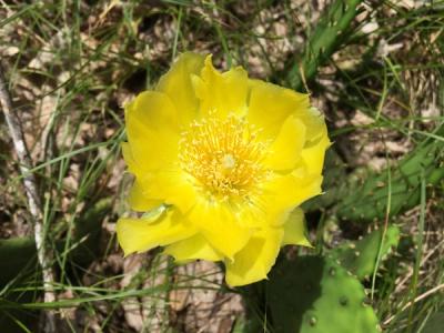 Close-up of Eastern Prickly Pear