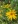 Close-up of Pale-Leaved Sunflower