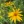 Close-up of Pale-Leaved Sunflower