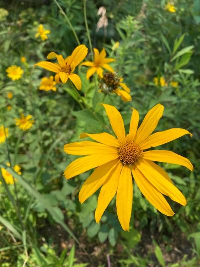 Close-up of Pale-Leaved Sunflower