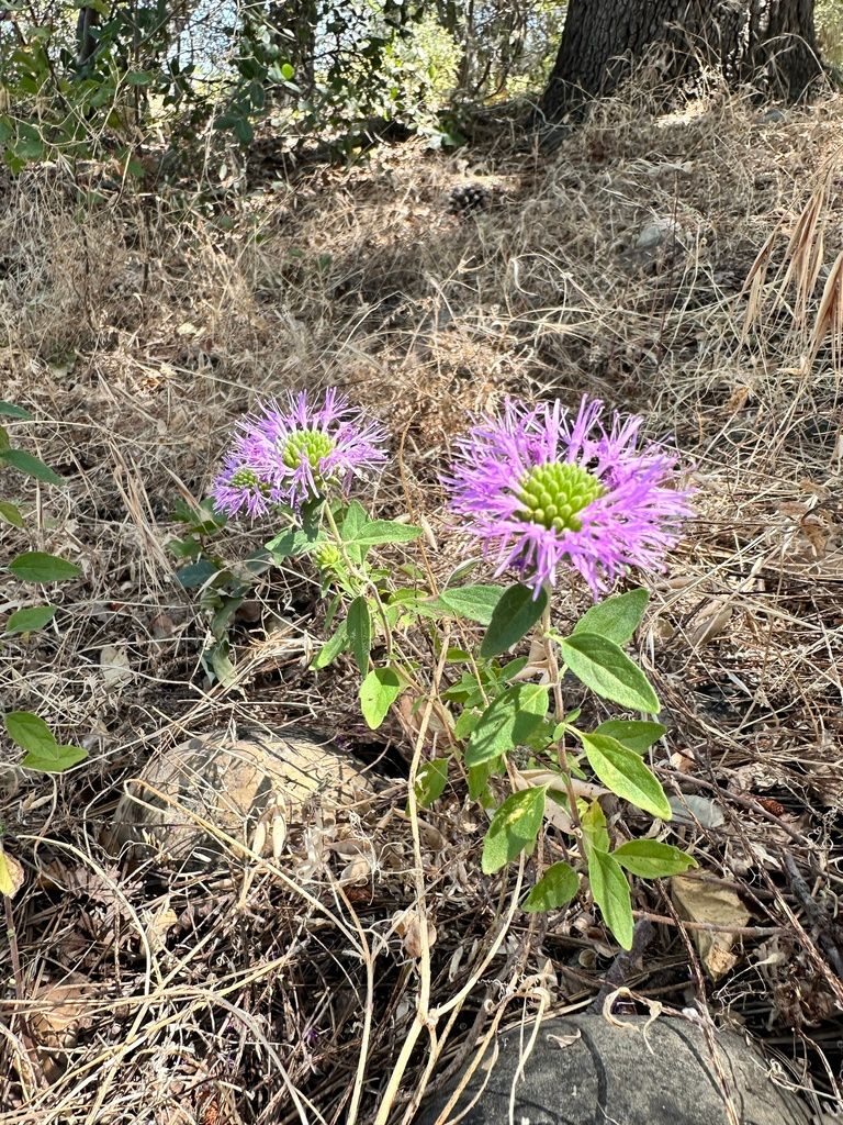 Coyote mint growing in a sunny rock garden, border, or slope